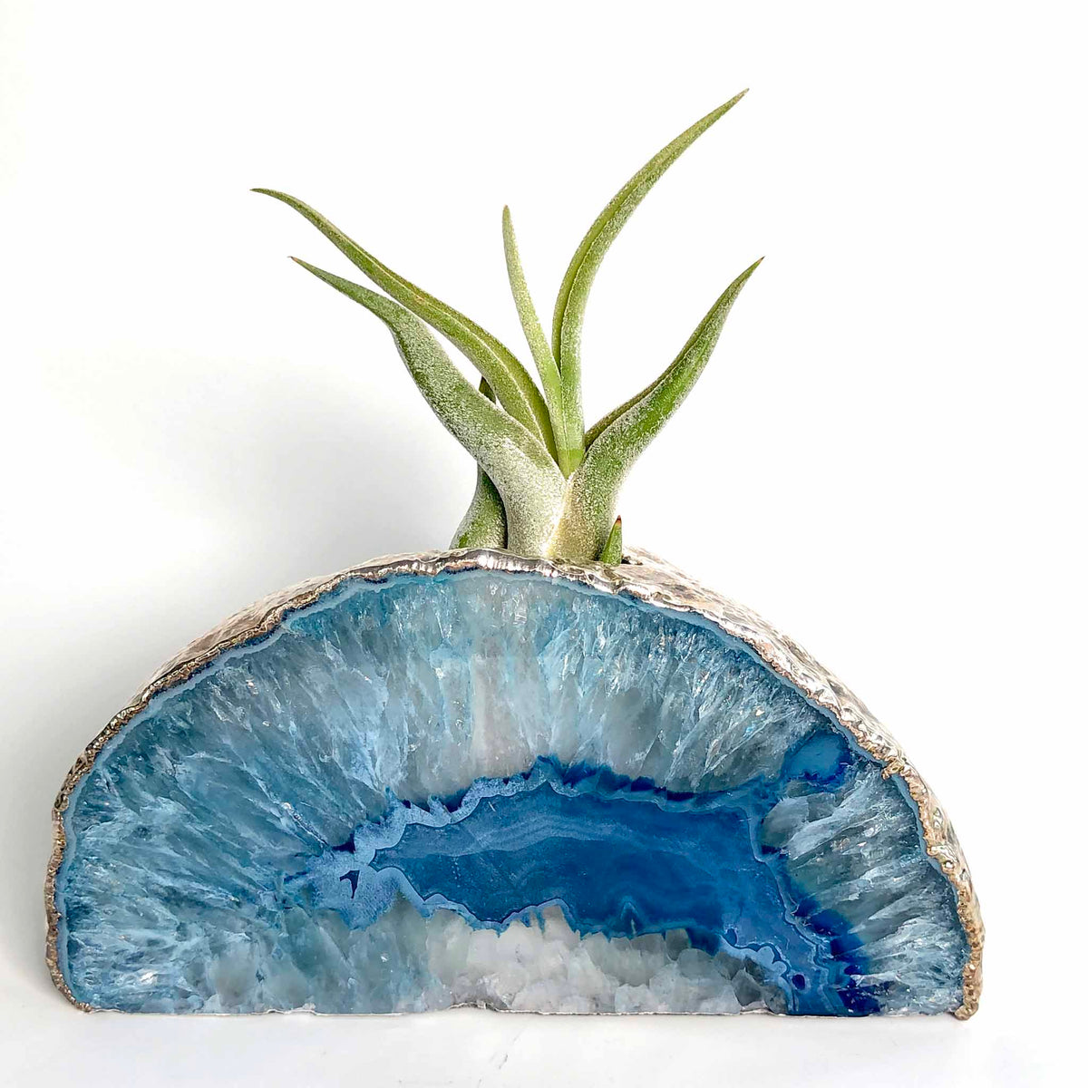 air plant holder