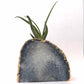air plants stand