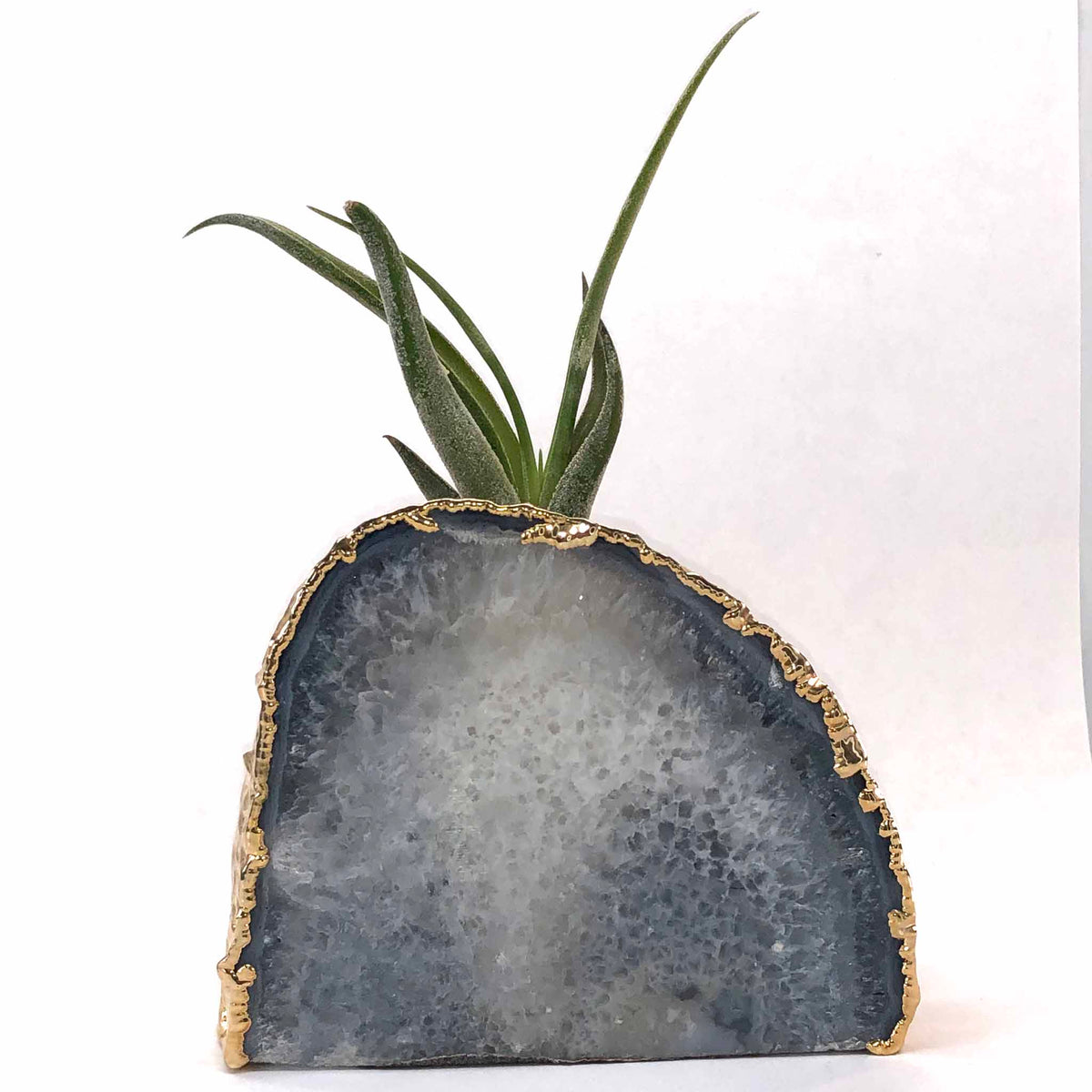 air plants stand