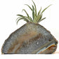 air plant display