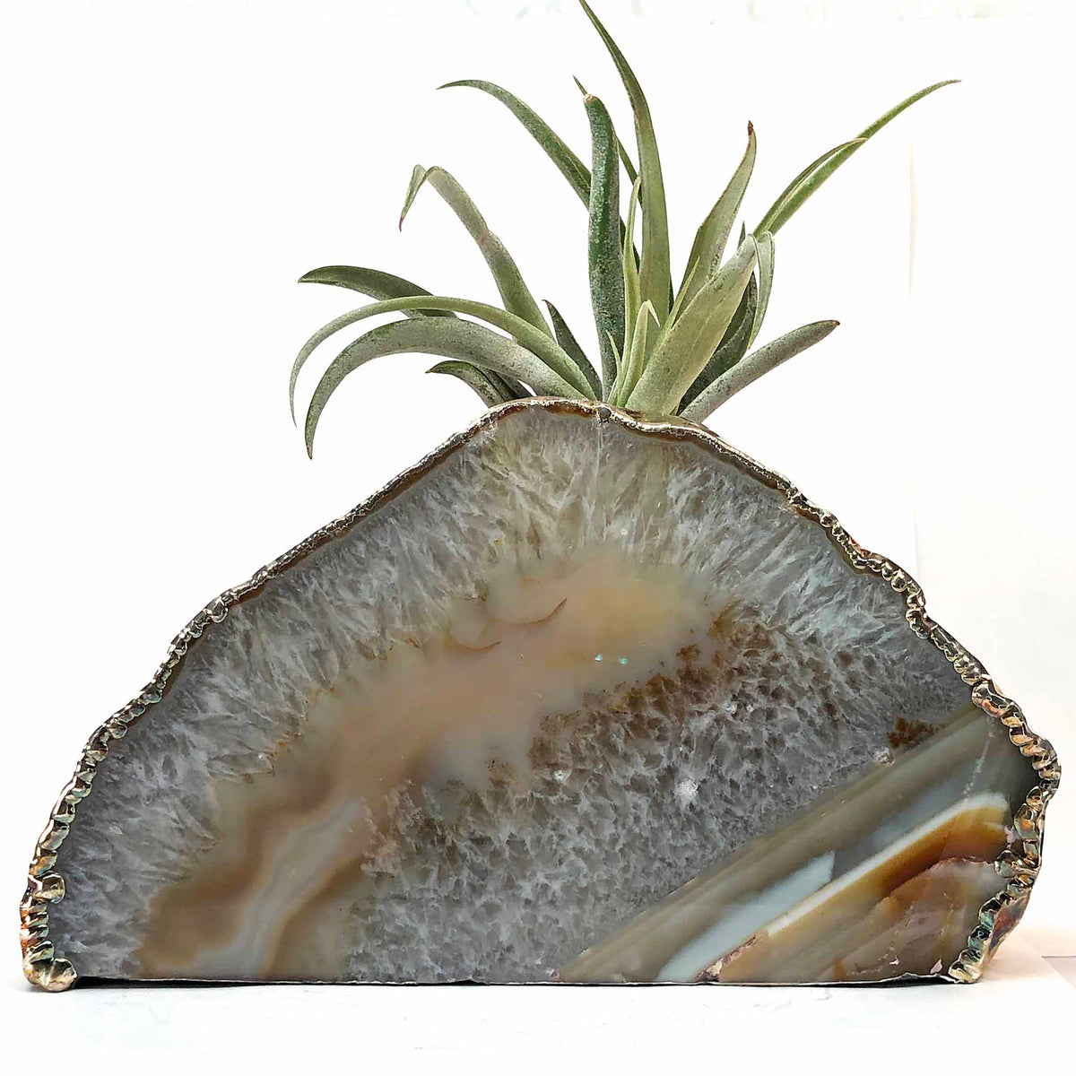 air plant display